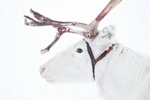 Weißes Rentier mit Geweih in Finnisch-Lappland
