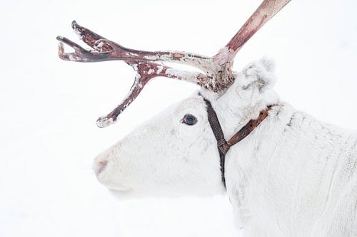 Wit rendier met gewei in Fins Lapland