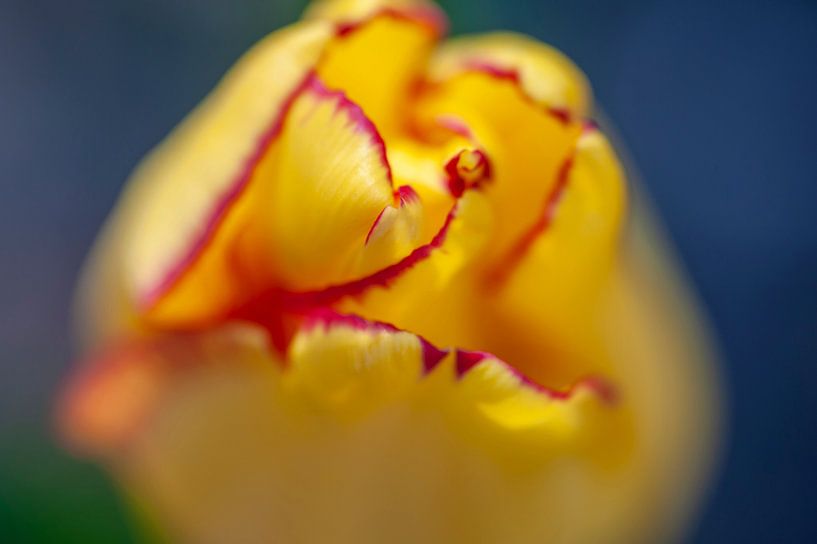 Gele tulp close-up van Margreet Frowijn