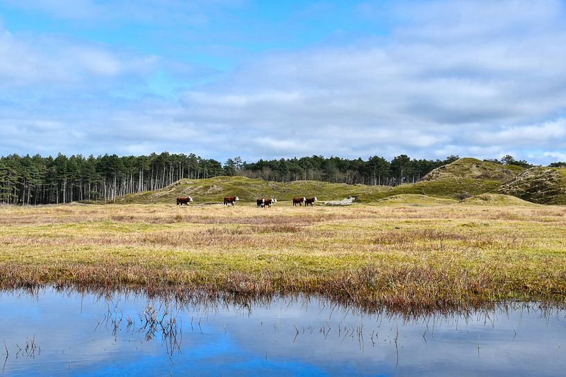 Hereford cows in nature reserve by Veelzijdig Zeeland