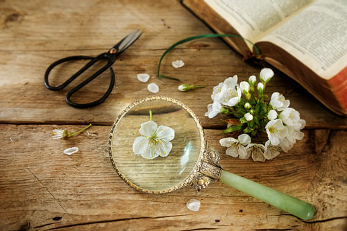 Botanik, Kirschblüte, Schere, Lupe und ein Buch über die Bestimmung von Pflanzen auf einem rustikale