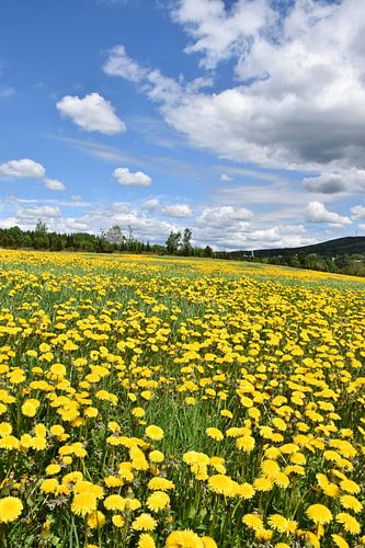 Een bloeiend paardenbloemenveld