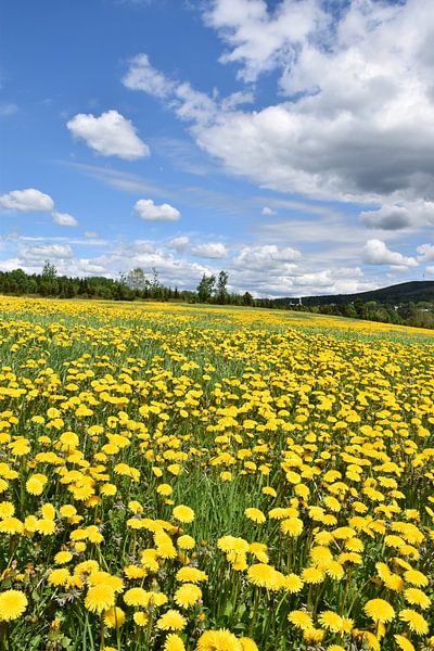 Ein blühendes Feld mit Löwenzahn von Claude Laprise