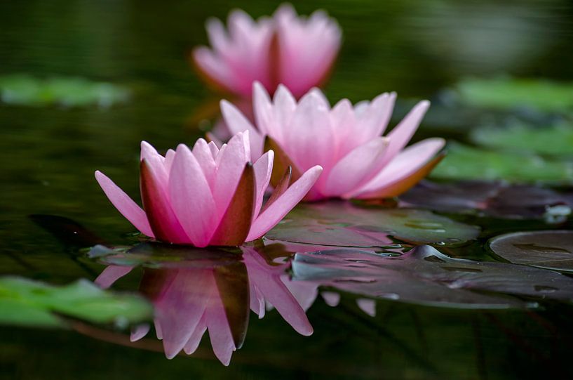 Seerosen von Harald Dona