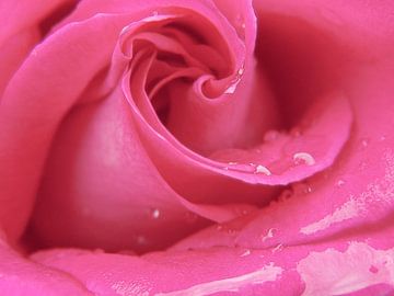 Roze roos van Judith Robben