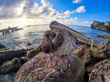 Pelican on Curaçao with wide-angle lens by Patrick Stolwijk