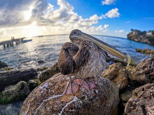 Pelikaan op Curaçao met groothoeklens