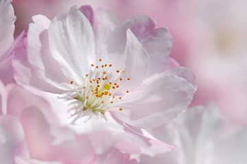 Cherry Blossom by Violetta Honkisz