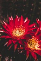 Cactus flowers