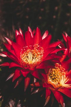 Cactus bloemen van Shauni van Apeldoorn