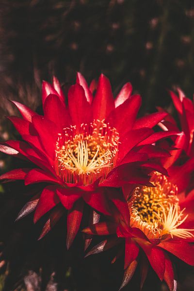 Kaktusblüten von Shauni van Apeldoorn