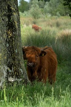 Schottischer Highlander