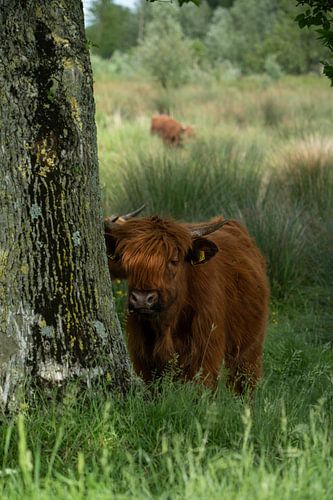 Schottischer Highlander