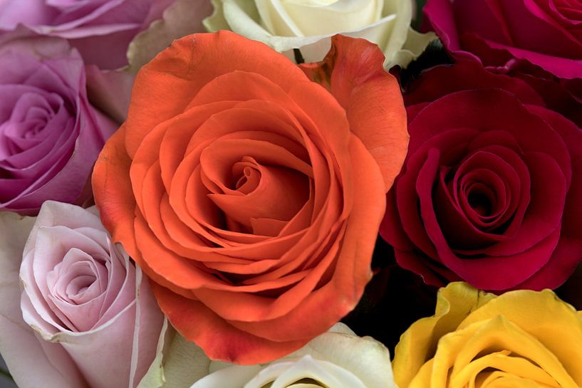 closeup van een bouquet rozen van W J Kok