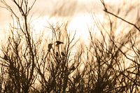 Birds playing during sunset