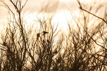 Spelende vogels tijdens de zonsondergang van Niels Bronkema