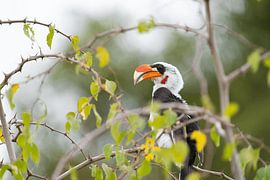 Nashornvogel von John Dekker