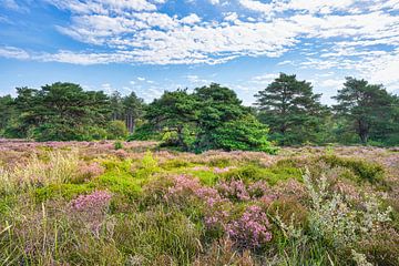 duin natuurgebied omgeving Schoorl van eric van der eijk