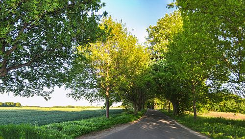 Allee bij Wreechen, eiland Rügen