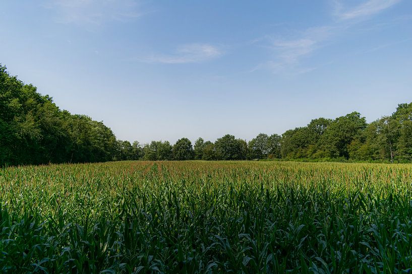 Corn Field by Martijn Diepenbach