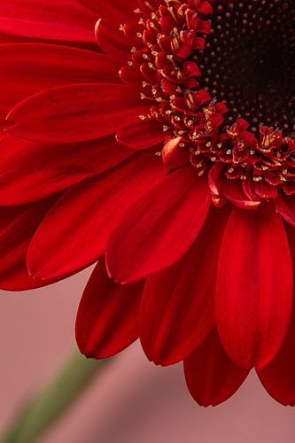 Een kwart van een rode Gerbera diagonaal