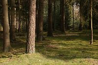 Une forêt