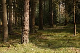 Ein Wald von Ewan Mol