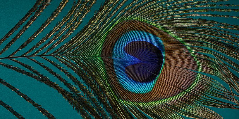 Eyecatcher : Panorama d&#039;une plume de paon sur un fond turquoise mélangé par Marjolijn van den Berg