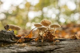 Paddenstoelen in het bos by Dirk van Egmond