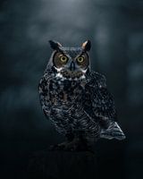 Virginia eagle owl in the forest