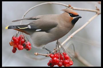 Pestvogel van Wim Wilmers