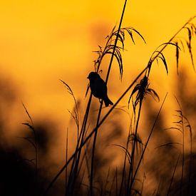 Oiseau dans les roseaux au coucher du soleil sur Paula Darwinkel