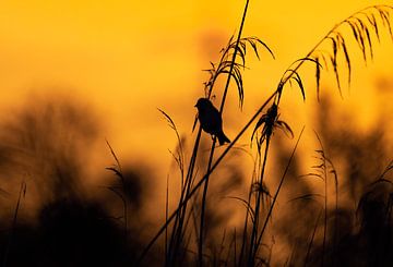 Vogel in het riet bij zonsondergang van Paula Darwinkel