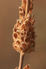 African lavender by Bärbel Severens