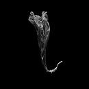 Ammaryllis bloem van Vers Licht Fotografie thumbnail