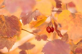 Red berries among autumn leaves by Birgitte Bergman