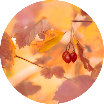 Rode bessen tussen de herfstbladeren van Birgitte Bergman