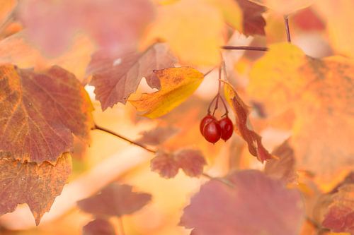 Red berries among autumn leaves