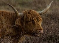 Close up Scottish Highlander
