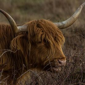 Nahaufnahme Schottischer Highlander von Stephan Scheffer