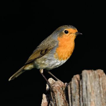 Robin Redbreast ( Erithacus rubecula ) perched on a fencepost in sunlight, natural black background, by wunderbare Erde