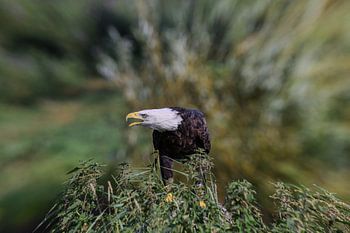 American Bald Eagle