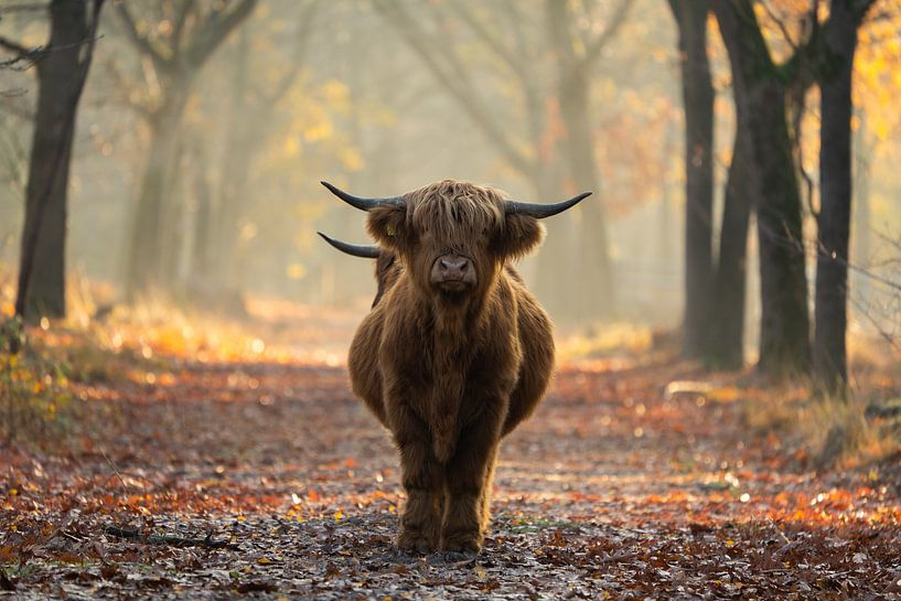 Scottish Highlanders by Maartje Bogaerts