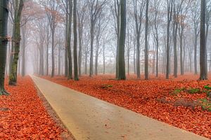 Fietspad door het herfstbos van Dennis van de Water