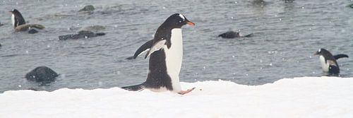 Ezelspinguin