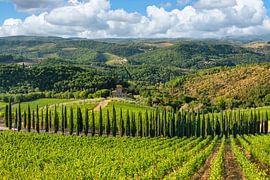 Allée de cyprès en Toscane sur Markus Lange