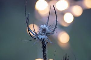 Bokeh-Distel