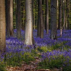 Hallerbos forest, located in Flanders, Belgium, transforms into  von Thilo Wagner