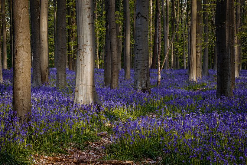 La forêt de Hallerbos, située en Flandre, Belgique, se transforme en par Thilo Wagner
