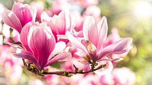 Magnolia bloesem in het tegenlicht van Dieter Walther